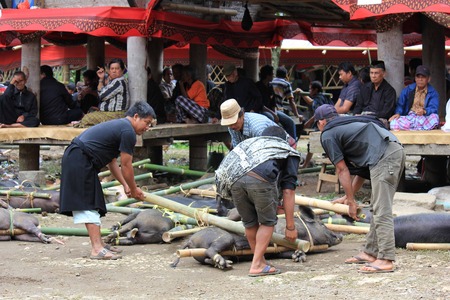 TANA TORAJA, INDONESIA - JULY 3 2012: Indonesian people picking up porks for their sacrifice during a funeral ceremonyのeditorial素材