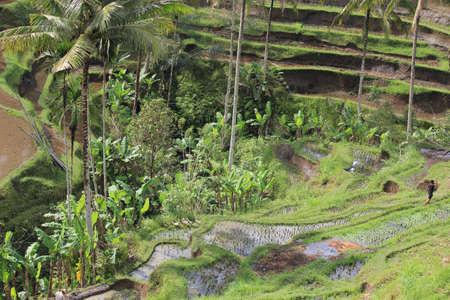 BALI, INDONESIA - JULY 7 2012: Traditional shaped Paddy Field in Bali, Indonesia, overviewのeditorial素材