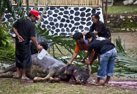 TANA TORAJA, INDONESIA - JULY 3 2012: Torajan men cleaning a buffalo after its sacrifice