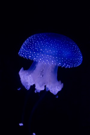 Blue Jellyfish in Lisbon Aquarium, black backgroundのeditorial素材