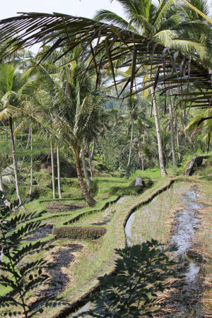 BALI, INDONESIA - JULY 7 2012: Rice field in Indonesia, In Bali Island, in a dull dayのeditorial素材