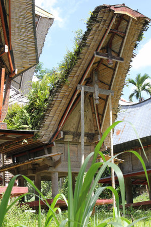 SOUTH SULAWESI, INDONESIA - JULY 4 2012: Close up architecture through grass of a typical Torajan houses, called Tongkonan, in a sunny dayのeditorial素材
