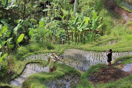 BALI, INDONESIA - JULY 7 2012: Young boy giving foor to ducks in a paddy field in Indonesiaのeditorial素材