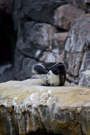 LISBON, PORTUGAL - OCTOBER 24 2014: Magellanic Penguin in Lisbon Oceanario, Portugal