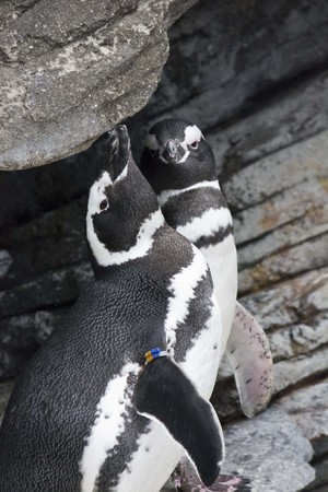 LISBON, PORTUGAL - OCTOBER 24 2014: Close up of a couple of Magellanic penguins inside the Lisbon Aquarium in Portugalのeditorial素材