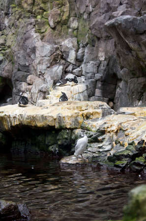 LISBON, PORTUGAL - OCTOBER 24 2014: The outdoor habitat of Magellanic penguins in Lisbon Aquarium, Portugalのeditorial素材