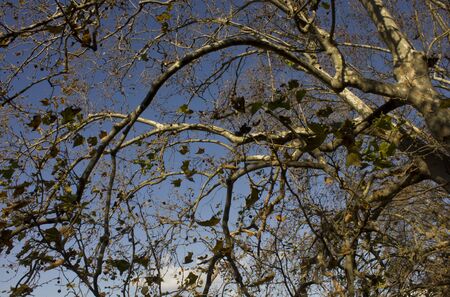 Tree branches isolated on the blue sky in Rome, Italy. Winter seasonのeditorial素材