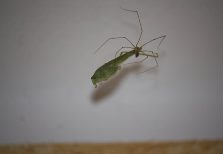 MARINA DI MASSA, ITALY - AUGUST 20 2015: Grasshopper caught by a spider in its spider webのeditorial素材