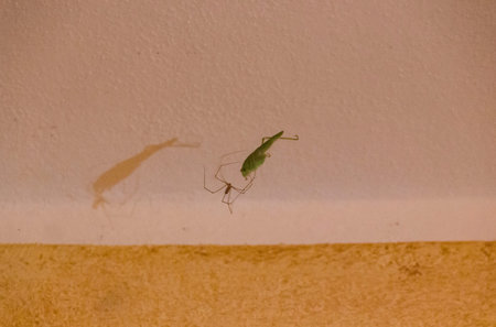 MARINA DI MASSA, ITALY - AUGUST 20 2015: Grasshopper caught by a spider in its spider web