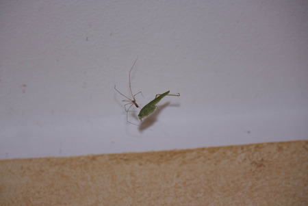 MARINA DI MASSA, ITALY - AUGUST 20 2015: Grasshopper caught by a spider in its spider webのeditorial素材