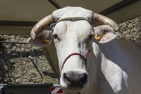 LASTRA A SIGNA, ITALY - AUGUST 30 2015: Close up of a chianina cow faceのeditorial素材