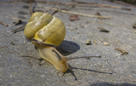 MARINA DI MASSA, ITALY - AUGUST 25 2015: yellow snag walking on a stone trough twigsのeditorial素材