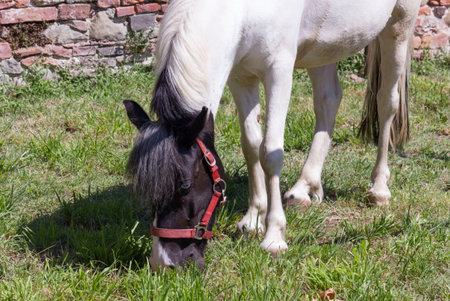 LASTRA A SIGNA, ITALY - AUGUST 30 2015: black and white horse grazing outdoors in Tuscany;のeditorial素材