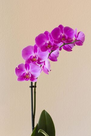 LASTRA A SIGNA, ITALY - SEPTEMBER 2 2015: Close up of an isolated pink orchid plantのeditorial素材