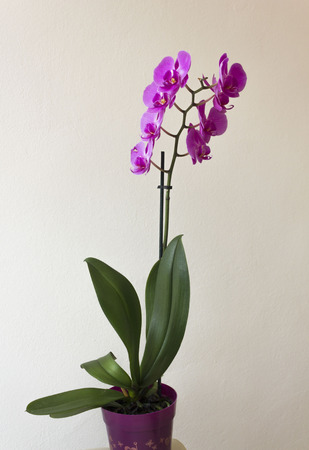 LASTRA A SIGNA, ITALY - SEPTEMBER 2 2015: Isolated orchid plant on a vaseのeditorial素材
