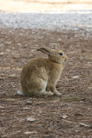 MARINA DI MASSA, ITALY - AUGUST 22 2015: light brown rabbit standing in a park through pine needlesのeditorial素材