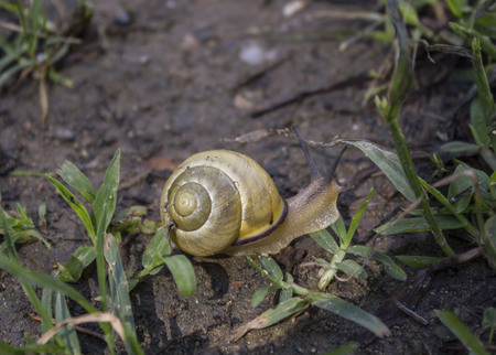 MASSA, ITALY - AUGUST 25 2015: yellow snail walking in the grass in a garden in Italyのeditorial素材