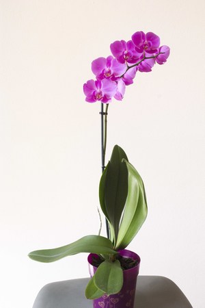 LASTRA A SIGNA, ITALY - SEPTEMBER 2 2015: Isolated orchid plant on a vaseのeditorial素材