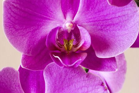 LASTRA A SIGNA, ITALY - SEPTEMBER 2 2015: Close up of an orchid flowerのeditorial素材