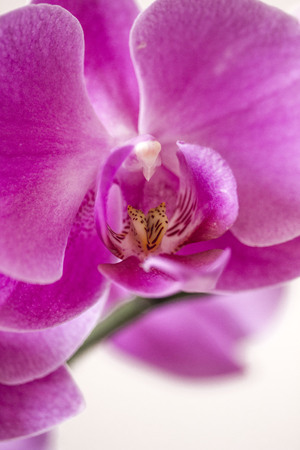 LASTRA A SIGNA, ITALY - SEPTEMBER 2 2015: Close up of a pink orchid flowerのeditorial素材