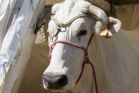 LASTRA A SIGNA, ITALY - AUGUST 30 2015: Close up of a chianina cow faceのeditorial素材
