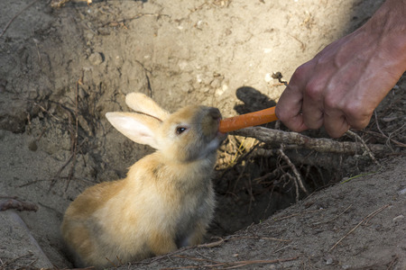 MARINA DI MASSA, ITALY - AUGUST 22 2015: Rabbit eating a carrot from a human handのeditorial素材