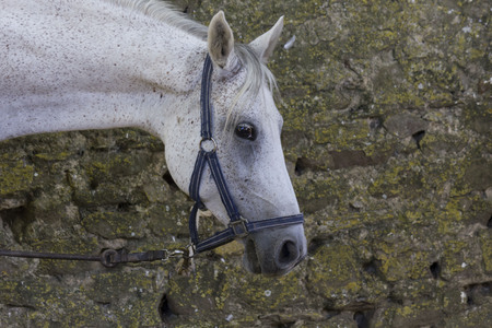 LASTRA A SIGNA, ITALY - AUGUST 30 2015: Muzzleclose-up of a white spotted horseのeditorial素材
