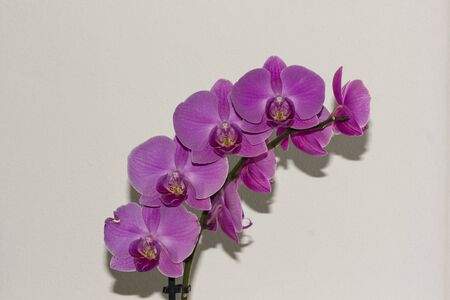 LASTRA A SIGNA, ITALY - SEPTEMBER 2 2015: Close up of an isolated pink orchid plantのeditorial素材