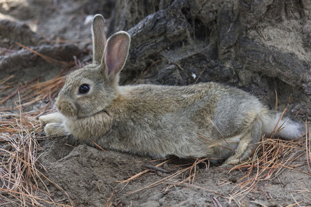 MARINA DI MASSA, ITALY - AUGUST 22 2015: light brown rabbit standing in a park through pine needlesのeditorial素材