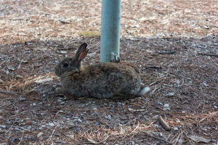 MARINA DI MASSA, ITALY - AUGUST 22 2015: Rabbit sit in the ground through pine needles