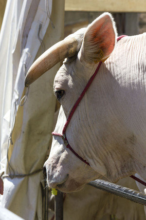 LASTRA A SIGNA, ITALY - AUGUST 30 2015: Side view of the muzzle of a chianina cow in Tuscany, Italyのeditorial素材