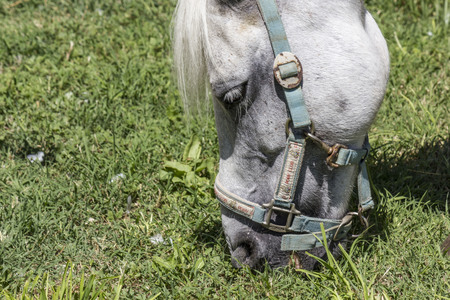 LASTRA A SIGNA, ITALY - AUGUST 30 2015: Muzzle close up o a horse grazing the grassのeditorial素材