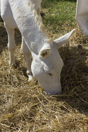 LASTRA A SIGNA, ITALY - AUGUST 30 2015: White donkey eating hay outdoorのeditorial素材