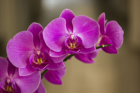 LASTRA A SIGNA, ITALY - SEPTEMBER 2 2015: Close up of an isolated pink orchid plantのeditorial素材