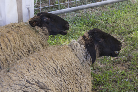 LASTRA A SIGNA, ITALY - AUGUST 30 2015: Two sheeps sit on the ground in afarm in Tuscany, Italyのeditorial素材