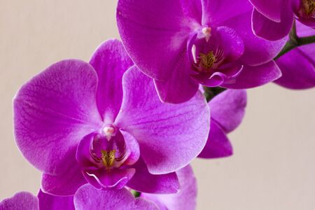 LASTRA A SIGNA, ITALY - SEPTEMBER 2 2015: Close up of a pink orchid flowerのeditorial素材
