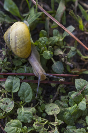 MASSA, ITALY - AUGUST 25 2015: yellow snail walking in the grass in a garden in Italyのeditorial素材