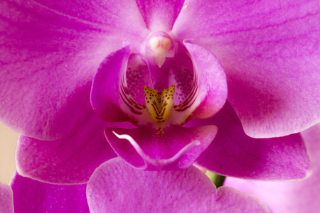 LASTRA A SIGNA, ITALY - SEPTEMBER 2 2015: Close up of an orchid flowerのeditorial素材