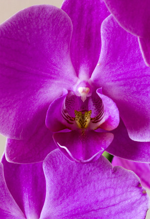 LASTRA A SIGNA, ITALY - SEPTEMBER 2 2015: Close up of an orchid flowerのeditorial素材