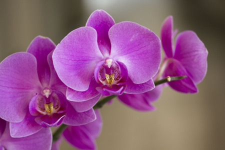 LASTRA A SIGNA, ITALY - SEPTEMBER 2 2015: Close up of an isolated pink orchid plantのeditorial素材