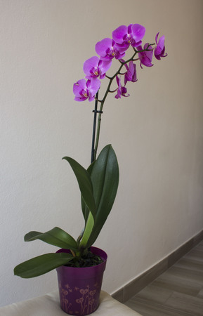 LASTRA A SIGNA, ITALY - SEPTEMBER 2 2015: Isolated orchid plant on a vaseのeditorial素材