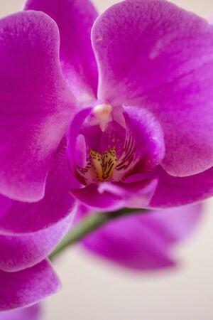 LASTRA A SIGNA, ITALY - SEPTEMBER 2 2015: Close up of a pink orchid flowerのeditorial素材