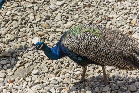 Peacock walking on the pebbles beach of Lokrum natural reserve in Croatiaの写真素材