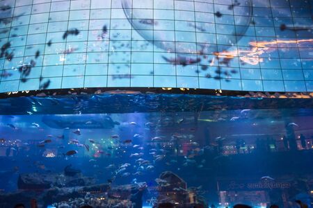 DUBAI, UAE - DECEMBER 25 2017: Dubai aquarium and underwater zoo inside the Dubai Mallのeditorial素材
