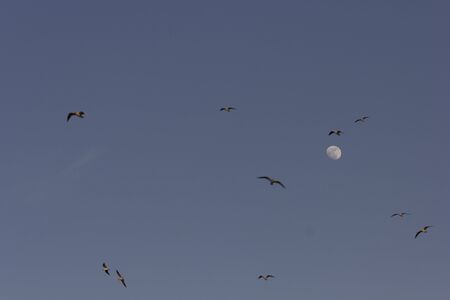 Birds flying in the sky with the moonのeditorial素材