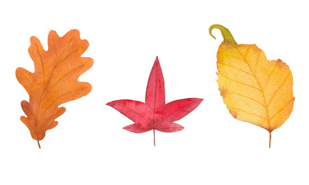 watercolor autumn leaves - brown, green, red, gold. fall illustration for greeting cards, invitation, fabric, print. design isolated on white backgroundの写真素材