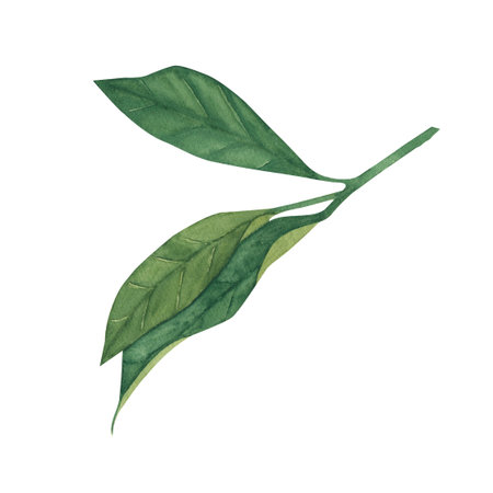 watercolor lemon leaf - isolated on white background. Illustration for poster, card, invitation, menu, kitchenの写真素材