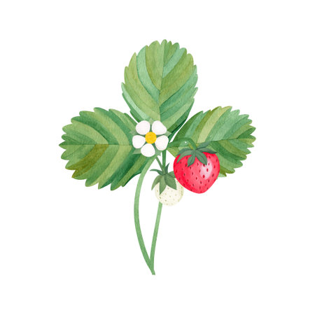 watercolor red and white strawberries with leaf and flower. Food background, painted bright composition. Summer sweet fruits and berries.Fruit illustration for menu, kitchen, background, textureの写真素材