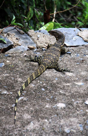 Yguana, Thailandの写真素材