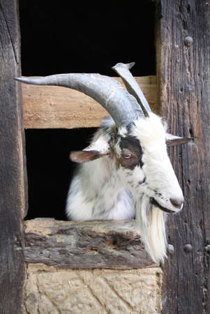goat in its stable in Alsace country, Franceの写真素材